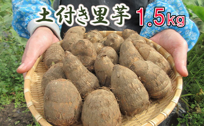 BH-003-A 土付き里芋 約1.5kg