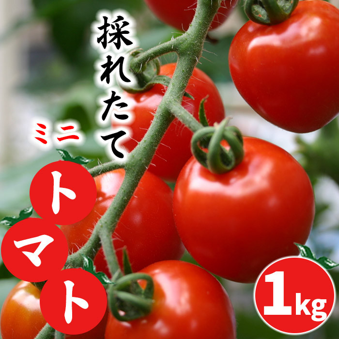 AQ-009-B [岩手県産] 採れたてミニトマト 約1kg / 十一代目藤助