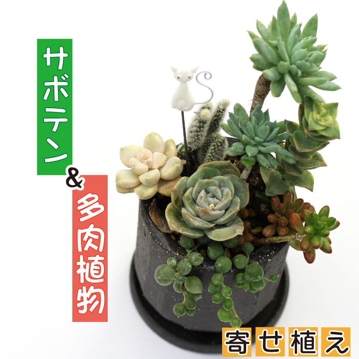 K-003-A サボテン&多肉植物の寄せ植え[黒ポット]