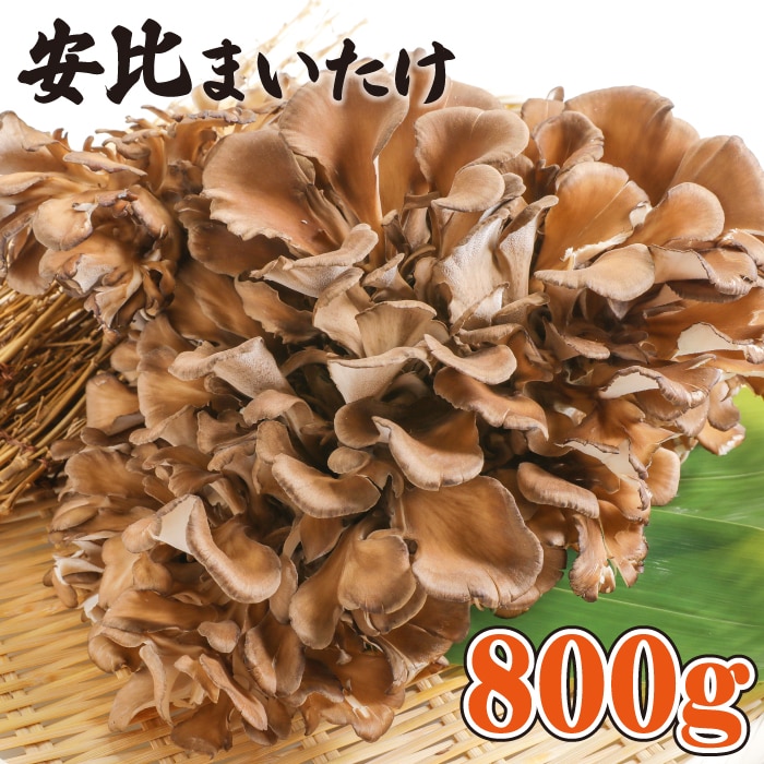 V-002-B 生まいたけ大株 約800g[安比まいたけ]