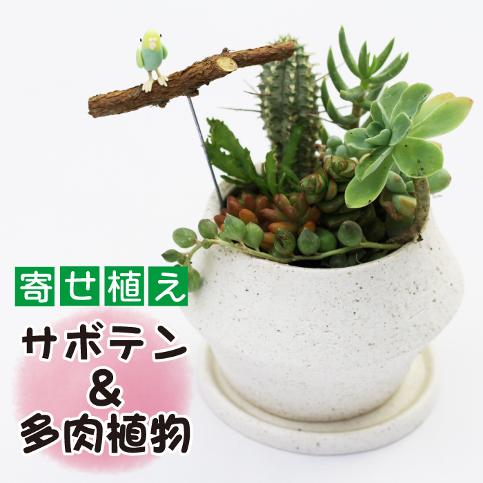 K-002-A サボテン&多肉植物の寄せ植え[白ポット]