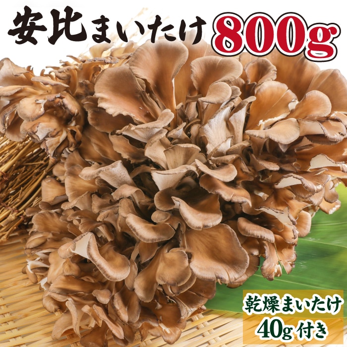 V-001-A 生まいたけ丸ごと一株 約800g・乾燥まいたけ 20g×2[安比まいたけ]