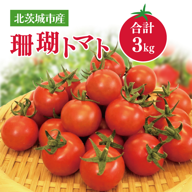 【先行予約】珊瑚トマト 3kg【野菜 トマト とまと ミニトマト みにとまと フルーツトマト 新鮮 リコピン ビタミン】(AX201)