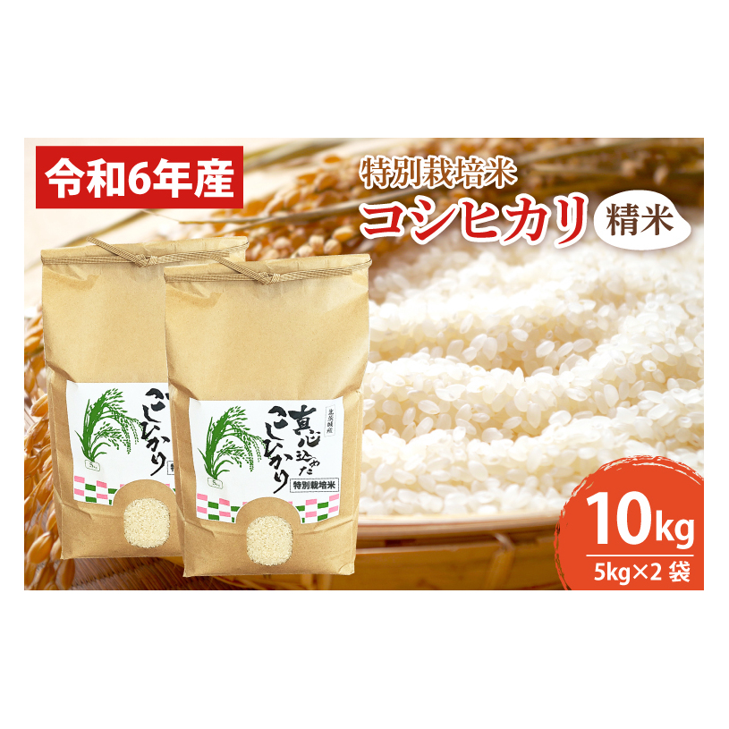 BN005 【先行予約】【令和6年産】【数量限定】新米 コシヒカリ精米10kg  特別栽培米