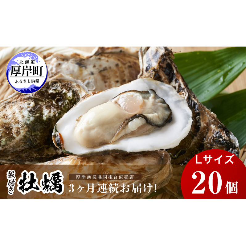 定期便 3ヶ月 北海道 厚岸産 牡蠣 Lサイズ 20個 (各回20個×3ヶ月分,合計60個) 殻付き 生食 カキナイフ付き かき カキ 生牡蠣 魚介類 貝 マルえもん