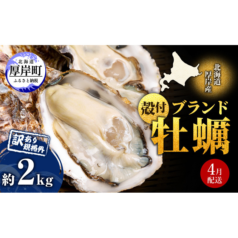 4月配送 訳あり ハーフ 規格外 牡蠣 北海道厚岸産 殻付カキ 約2kg（11～25個）カキナイフ付 生食 魚貝類 生牡蠣 かき 生カキ カキフライ マルえもん いびつな形 四季によって違う味わい コクがあり濃厚
