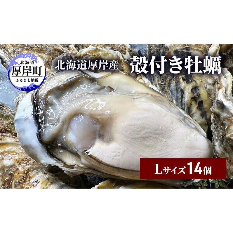 北海道 厚岸産 殻付き 牡蠣 Lサイズ 14個 魚貝類 生牡蠣 海鮮 海の幸 生食用牡蠣 生食用 生食用殻付き牡蠣 濃厚 甘み マルえもん オイスター