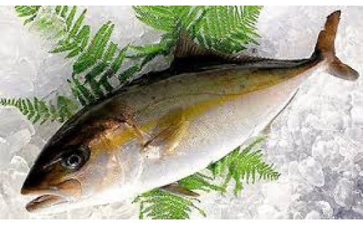 No.2097-1 ふる里館 カンパチ1尾セット(三枚おろし)