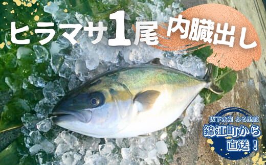 No.2101-1 ふる里館 ヒラマサ1尾セット(内臓出し)