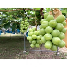 《2025年8月より順次発送》宇城市産・大粒シャインマスカット 約1kg【配送不可地域:離島】【1364003】