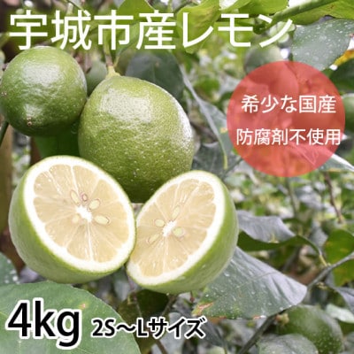 レモン 4kg【2025年9月下旬から2025年12月下旬発送予定】(宇城市)【1640736】