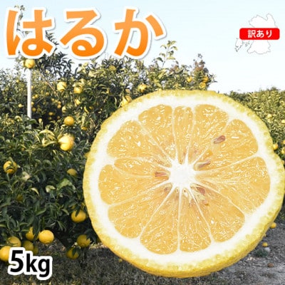 訳ありはるか みかん 5kg【2026年1月下旬から2026年4月下旬発送予定】(宇城市)【1640751】