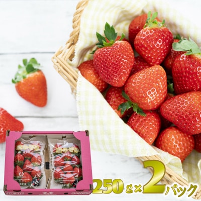 先行予約!2026年2月より順次発送 いちご 恋のぞみ約500g(250g×2P)【JA熊本うき】【配送不可地域:離島】【1659529】