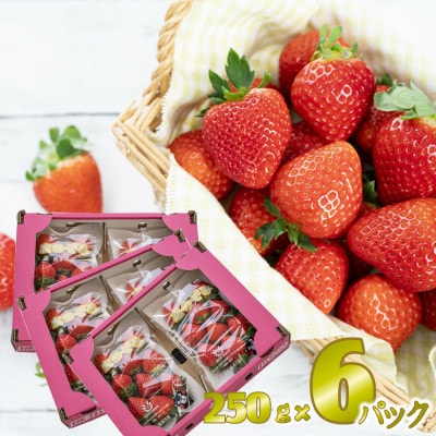 先行予約!2026年2月より順次発送 いちご 恋のぞみ約1.5kg(250g×6P)【JA熊本うき】【配送不可地域:離島】【1659531】