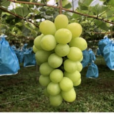 宇城市産 うきうき シャインマスカット 2房 約1kg【配送不可地域:離島】【1403831】