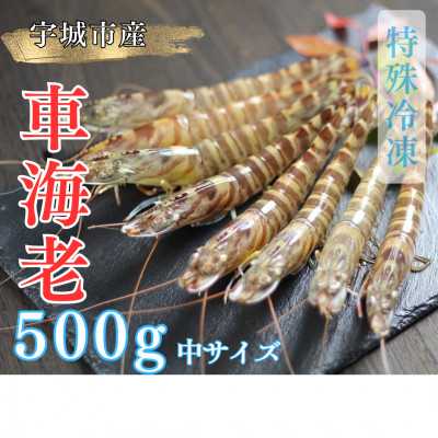 【特殊冷凍】車海老500g (18~22尾)水揚げ即真空パック&瞬間冷凍で鮮度抜群【配送不可地域:離島】【1244722】