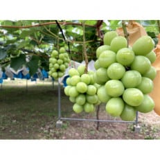 《2025年8月より順次発送》宇城市産・シャインマスカット300g×4パック【配送不可地域:離島】【1364175】