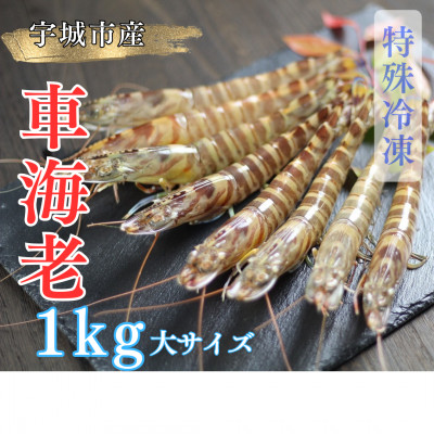 【特殊冷凍】車海老1kg (大サイズ厳選品)(24~32尾) 水揚げ即真空パック&瞬間冷凍で鮮度抜群【配送不可地域:離島】【1244701】