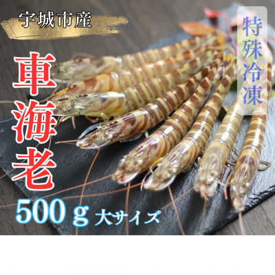 【特殊冷凍】車海老500g (大サイズ厳選品)(12~16尾)水揚げ即真空パック&瞬間冷凍で鮮度抜群【配送不可地域:離島】【1244709】