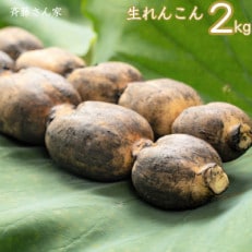 【先行予約】 熊本県産 宇城市 レンコン 斉藤さん家の 「生」 れんこん 約2kg【配送不可地域：離島】【1435864】