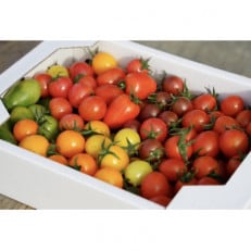トマトいろいろ詰め合わせセット約10種 約1.5キロ【1452010】