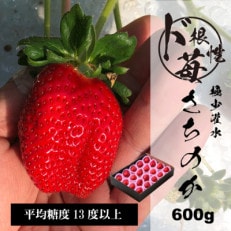 平均糖度13度以上!園村苺園の極限まで水を切って栽培したド根性苺 約600g【配送不可地域:離島】【1252627】