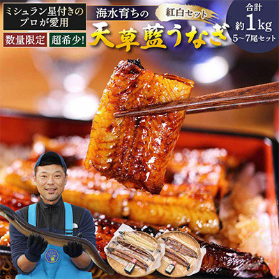 【毎月定期便】希少!海水育ちの天草藍うなぎ 紅白5~7尾セット(宇城市)全2回【配送不可地域:離島】【4056951】
