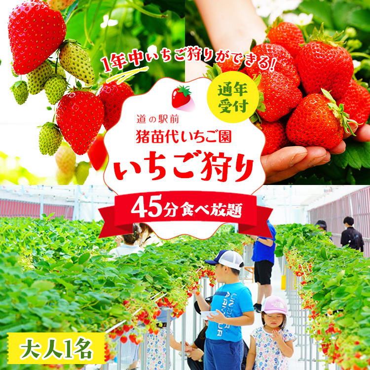 いちご狩り 1年中 「道の駅前 猪苗代 いちご園」 大人1名チケット(中学生以上) | 苺 通年 猪苗代・会津地域