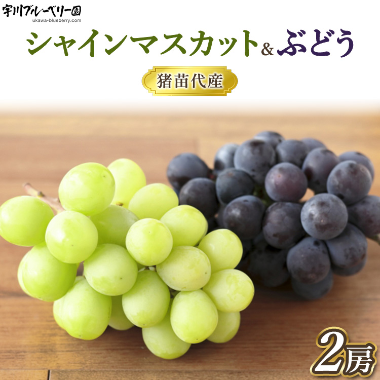 [2025年先行予約］ぶどう シャインマスカット・BKシードレス 詰合せ 種なし 各1房 合計約1kg以上 猪苗代 福島 予約 ※2025年9月中旬頃より順次発送予定