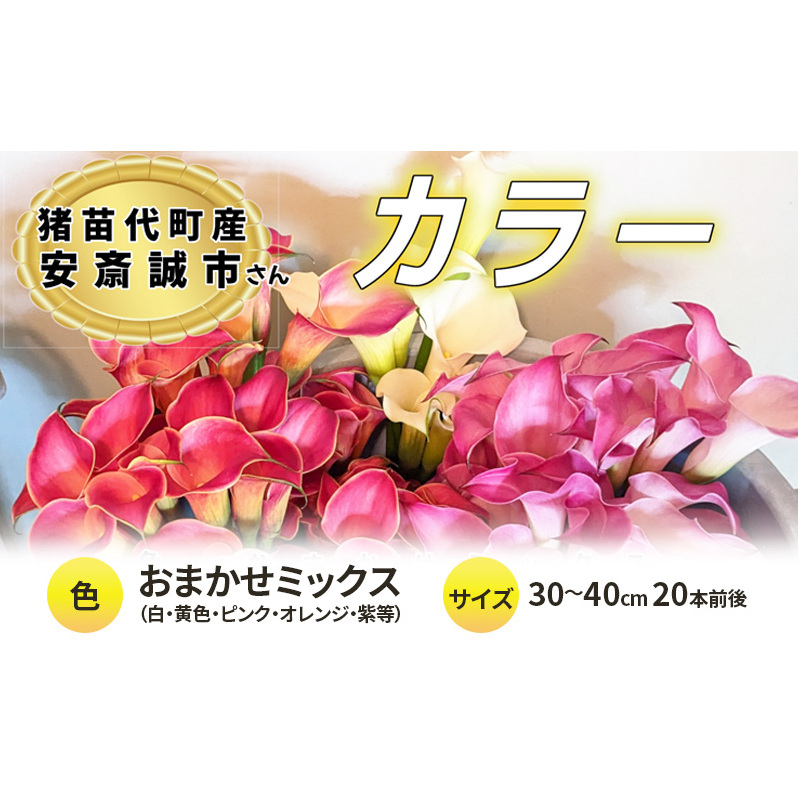 【2025年先行予約】【数量限定】花 カラー ( 生花 ) 30~40cm おまかせミックス 20本前後 生産者:安斎誠市 猪苗代産 プレゼント 贈り物 ギフト ※2025年9月上旬より順次発送予定 ※沖縄・離島への配送不可