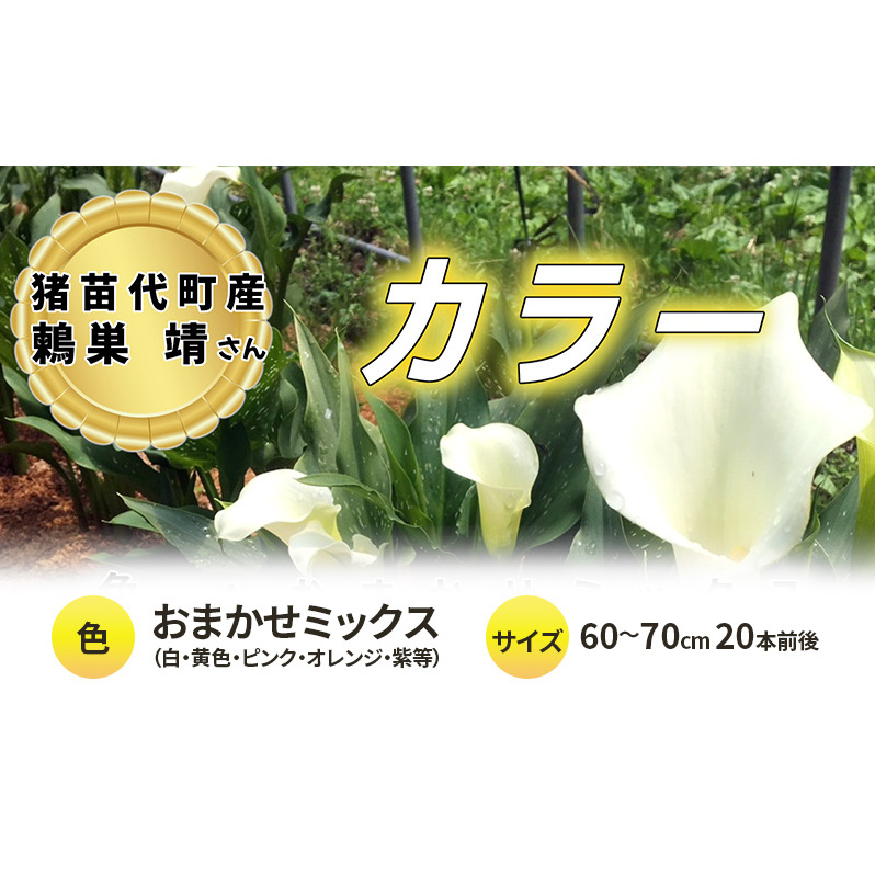 【2025年先行予約】【数量限定】花 カラー ( 生花 ) 60~70cm おまかせミックス 20本前後 生産者:鶫巣靖 猪苗代産 プレゼント 贈り物 ギフト ※2025年9月上旬より順次発送予定 ※沖縄・離島への配送不可