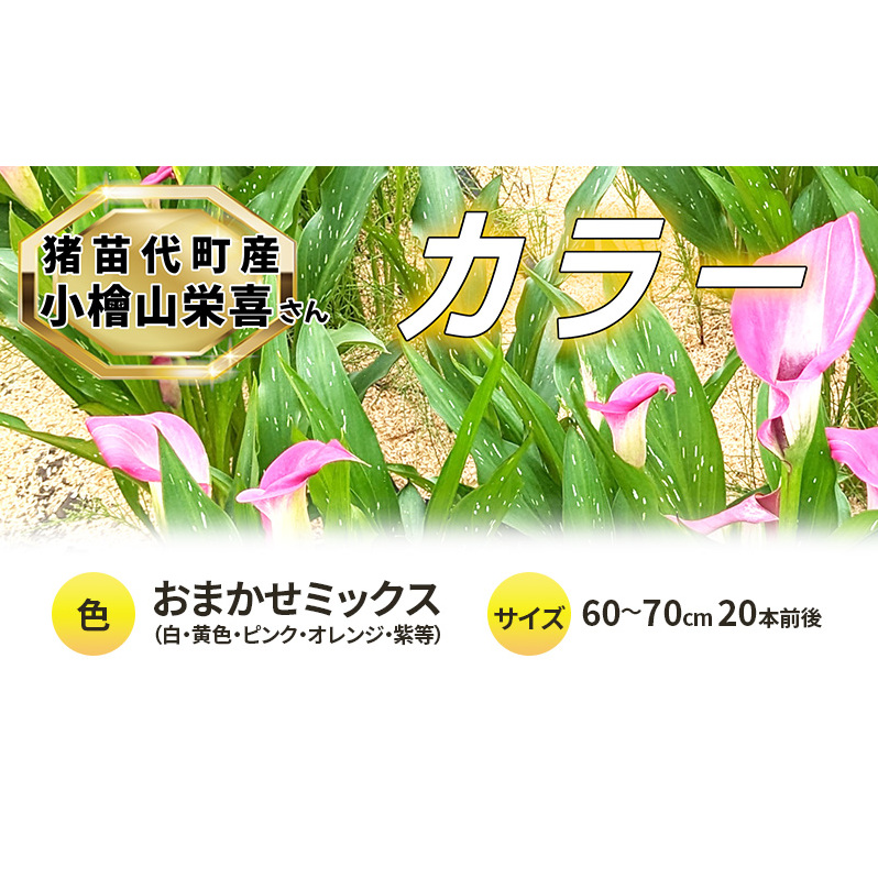 【2025年先行予約】【数量限定】花 カラー ( 生花 ) 60~70cm おまかせミックス 20本前後 生産者:小檜山栄喜 猪苗代産 プレゼント 贈り物 ギフト ※2025年9月上旬より順次発送予定 ※沖縄・離島への配送不可