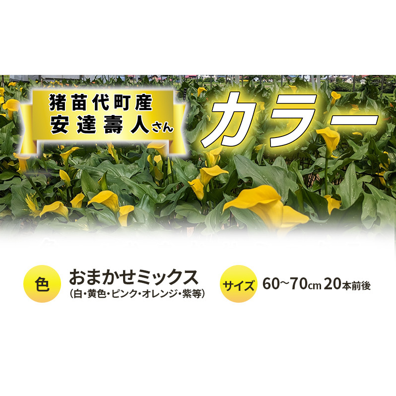 【2025年先行予約】【数量限定】花 カラー(生花)60~70cm おまかせミックス 20本前後 生産者:安達壽人 猪苗代産 プレゼント 贈り物 ギフト ※2025年9月上旬より順次発送予定 ※沖縄・離島への配送不可