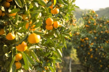和歌山県有田川町