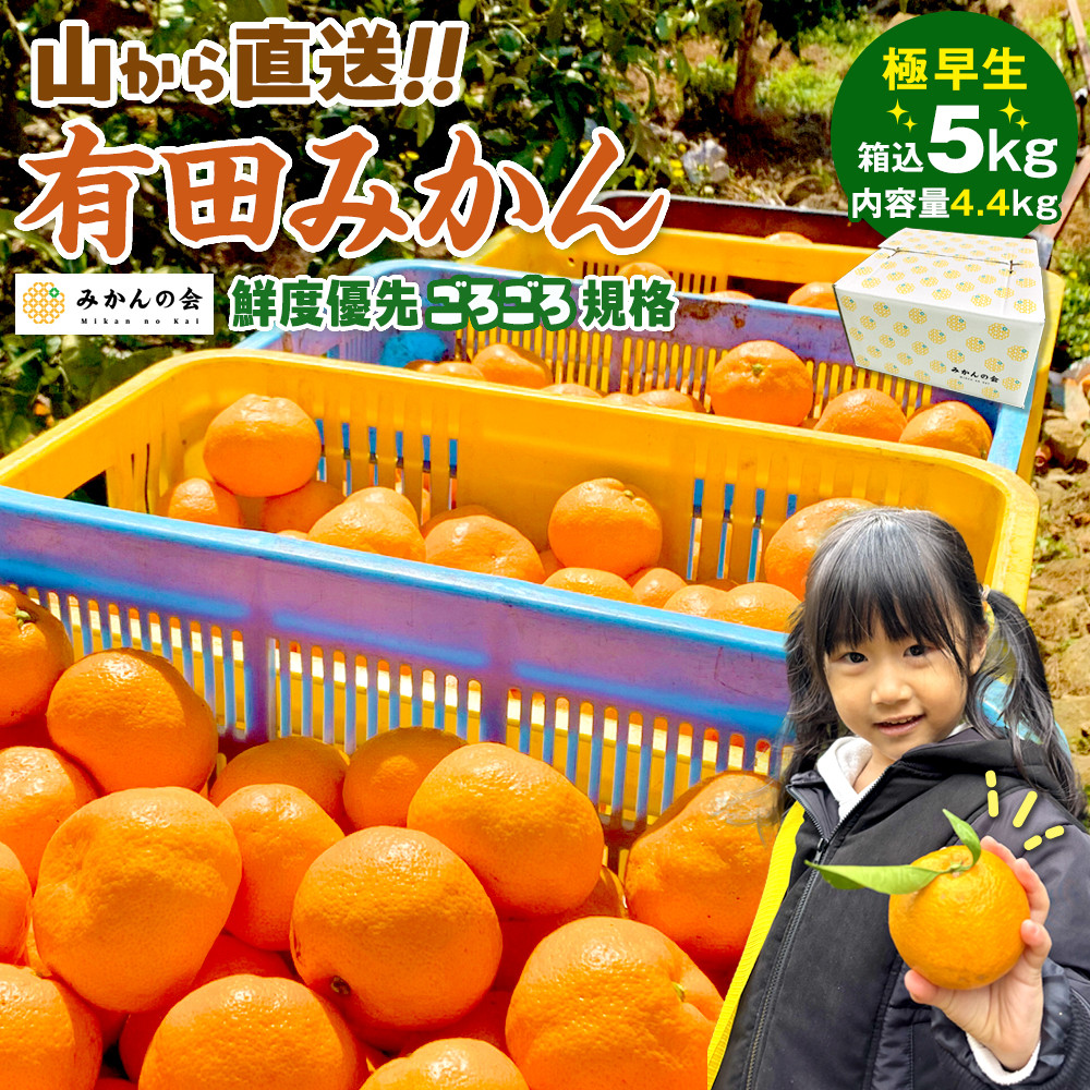 みかん 極早生 山から直送 箱込 5kg (内容量約 4.4kg) 採れたてそのままごろごろ規格 有田みかん 和歌山県産 【みかんの会】