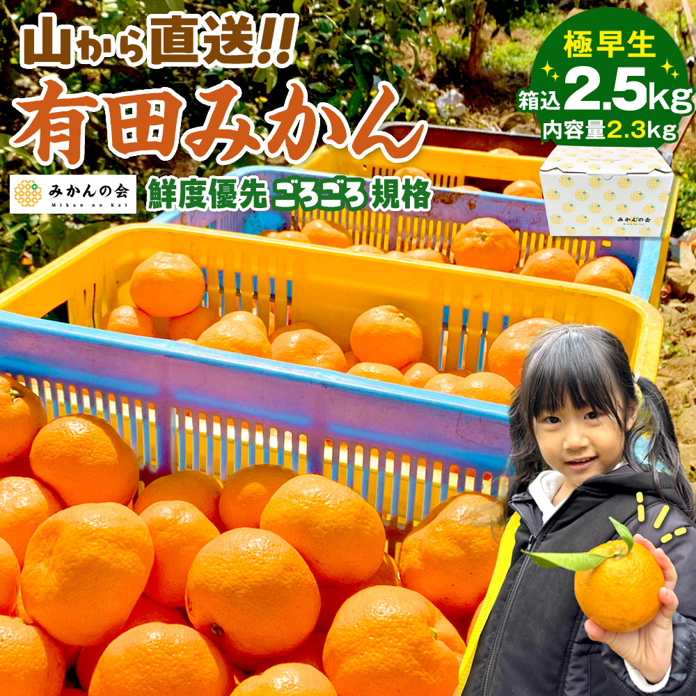 みかん 極早生 山から直送 箱込 2.5kg (内容量約 2.3kg) 採れたてそのままごろごろ規格 有田みかん 和歌山県産 【みかんの会】