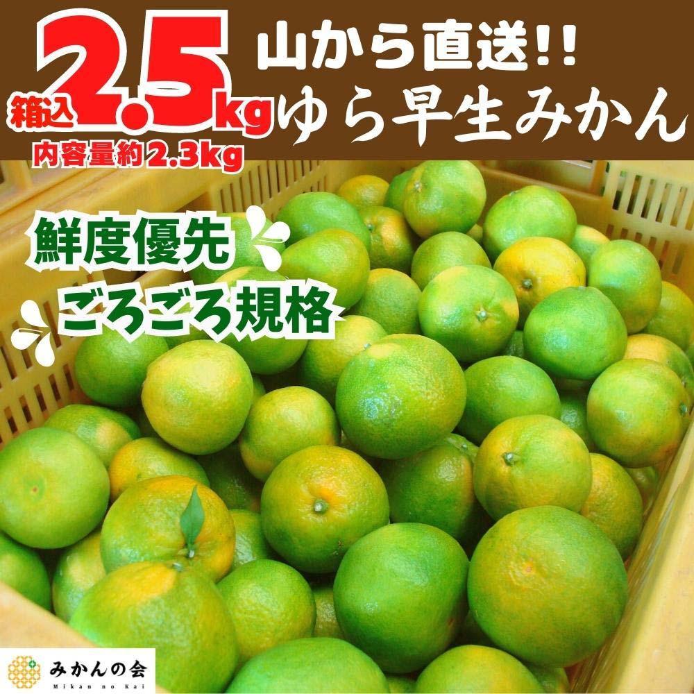 ゆら早生 みかん 山から直送 箱込 2.5kg (内容量 2.3kg) 採れたてそのままごろごろ規格 有田みかん 和歌山県産 【みかんの会】