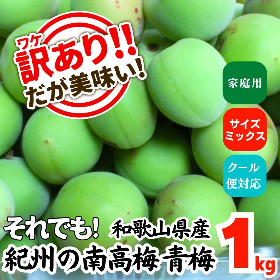 [2025年6月上旬出荷] 青梅 南高梅 約1kg 訳あり サイズミックス 和歌山県産 A品 梅酒作り用 梅ジュース作り用