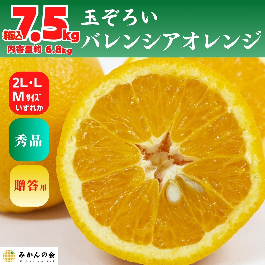 【お中元】バレンシアオレンジ 国産 玉ぞろい 秀品 箱込 約7.5kg (内容量 6.8kg ) 2L L M サイズのいずれか 和歌山県産 産地直送 みかんの会 【7月上旬～8月上旬に順次発送】