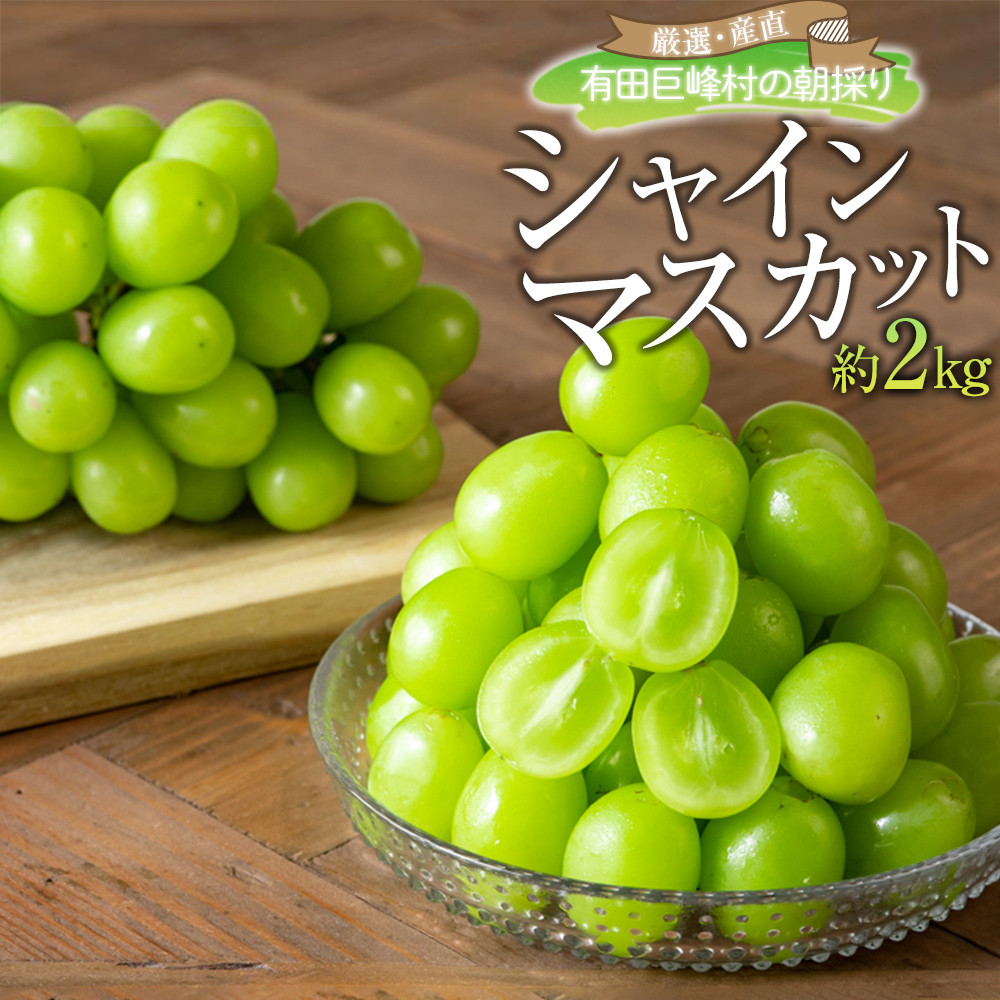 ［先行予約］シャインマスカット 約2kg  (3房～5房) 有田巨峰村 【朝採 新鮮】■2026年発送■※8月下旬頃から9月下旬頃まで順次発送予定