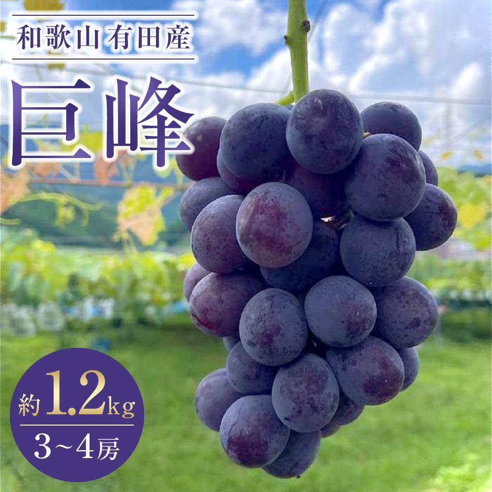 先行予約 和歌山 有田産 巨峰 1.2kg 3~4房 フルーツ 果物 ［2026年8月下旬以降発送］