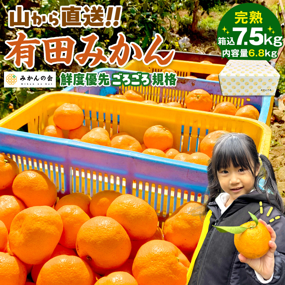 みかん 山から直送 箱込 7.5kg ( 内容量約 6.8kg ) 鮮度優先ごろごろ規格 和歌山県産 産地直送 家庭用［2025年11月中旬より2026年1月中旬頃順次出荷予定］［みかんの会］