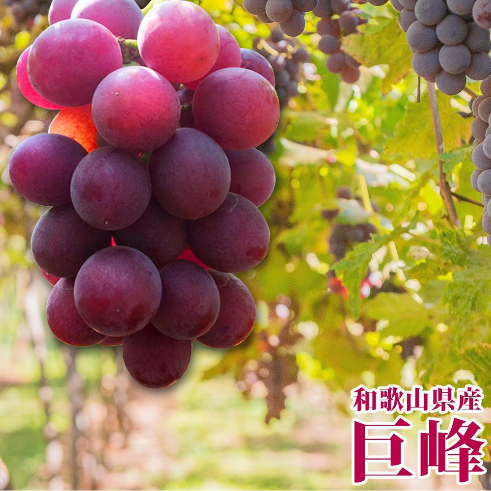 【8・9・12月 全3回】紀州産 巨峰とフルーツ定期便A(巨峰・梨・みかん) 【魚鶴商店】