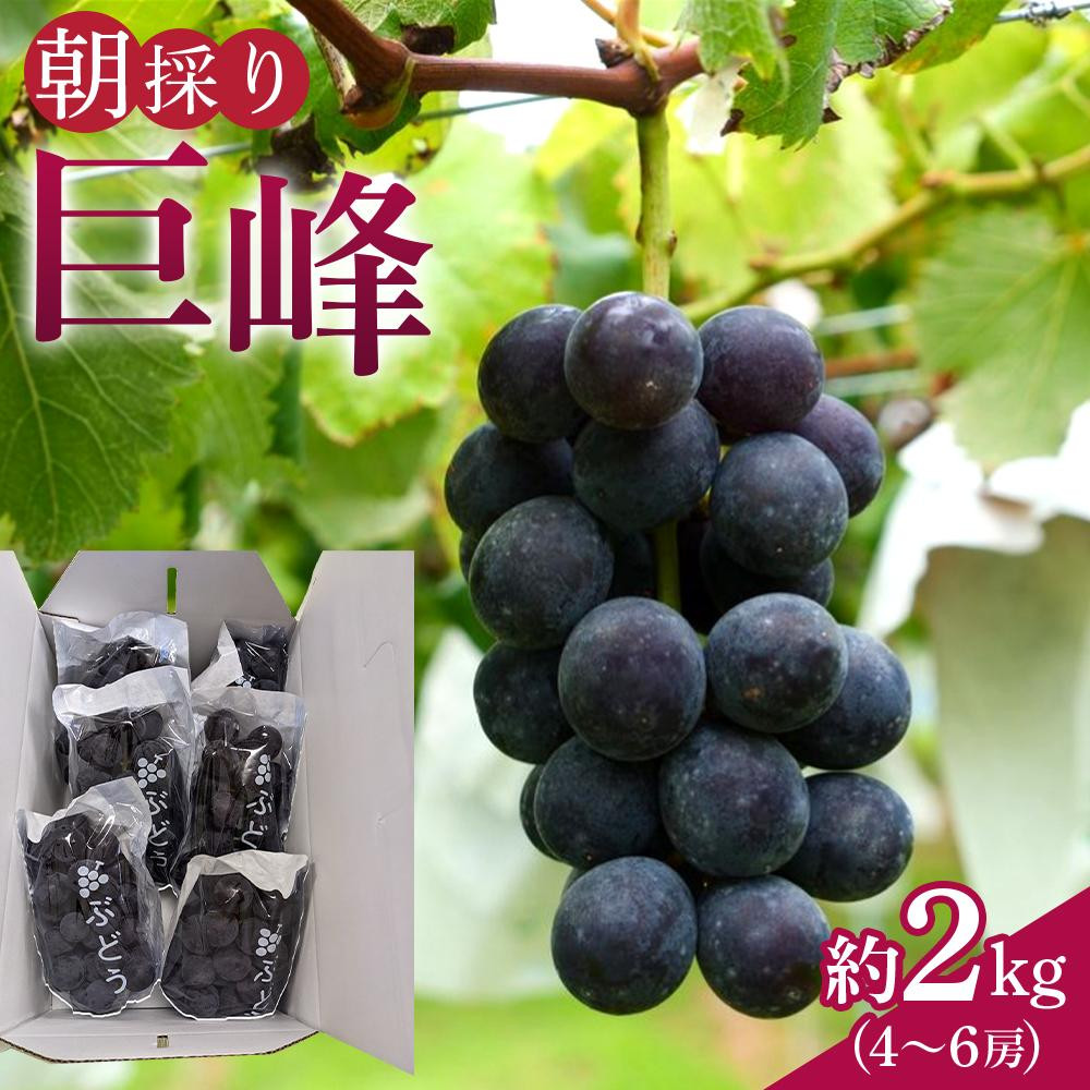 朝採り 巨峰 約2kg (4～6房) 有田巨峰村 大南農園