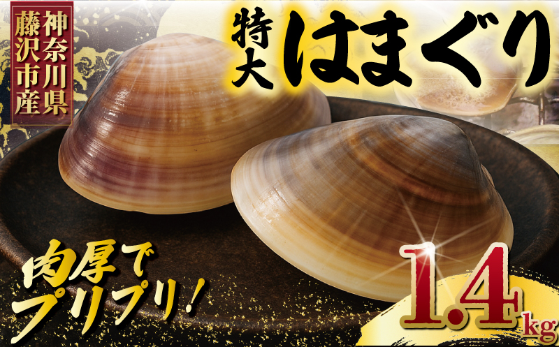 はまぐり 蛤 大粒 約 1.4kg 砂抜き 済み  LLサイズ ハマグリ 湘南はまぐり 冷凍 魚介 魚貝 冷凍 海鮮 水産加工品 水産品 海産物 魚 貝 だし ダシ 出汁 味噌汁 酒蒸し グラタン お吸い物 網焼き バーベキュー BBQ 貝 kai hamaguri  江の島 江ノ島 神奈川 湘南 藤沢