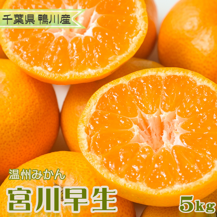 【数量限定・先行予約】甘みと酸味の絶妙バランス！温州みかん『宮川早生』５kg　[0008-0045]