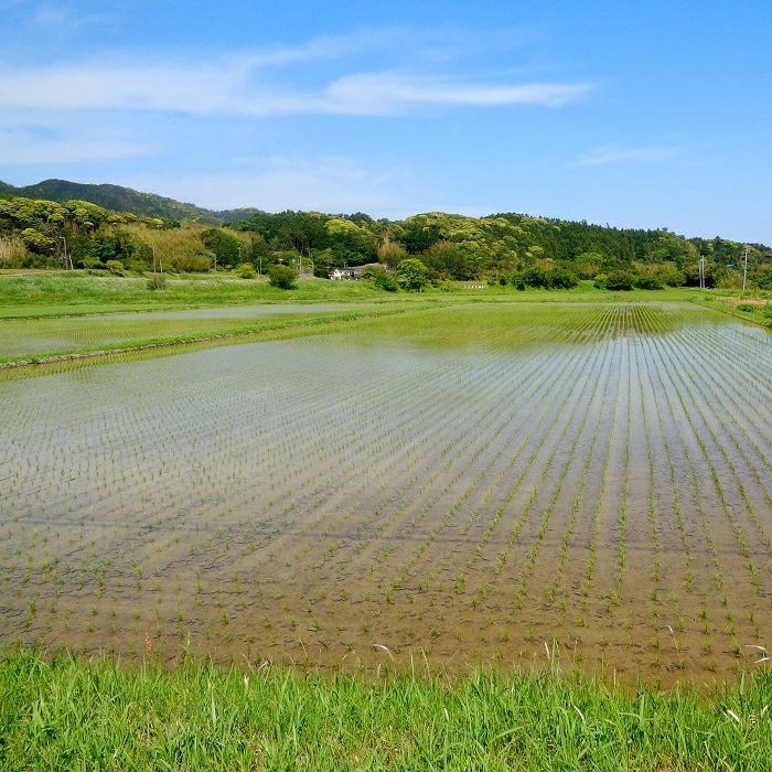 令和5年産】川名一将さんちの長狭米 特別栽培米コシヒカリ5kg【精米】 [0010-0175] | 千葉県鴨川市 | JRE MALLふるさと納税