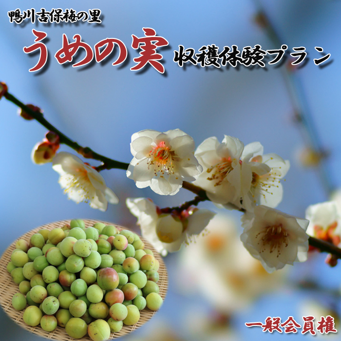 【30口限定】 鴨川吉保梅の里 オーナー倶楽部 一般会員権 [0017-0004]