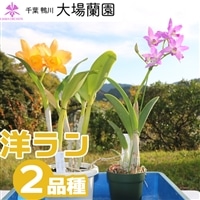 【大場蘭園発】鑑賞用 洋ラン2品種セット [0020-0072]