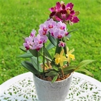 【大場蘭園】鴨川発季節の洋蘭寄せ植え(中)  [0020-0058]